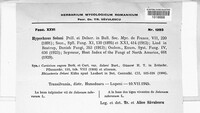 Rhizoctonia solani image